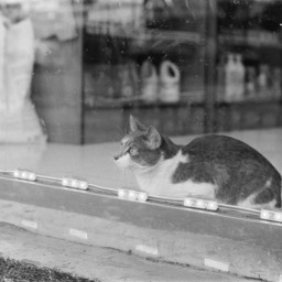 black and white photo of a cat staring calmly out into a nyc street (not shown) from behind a glass bodega window