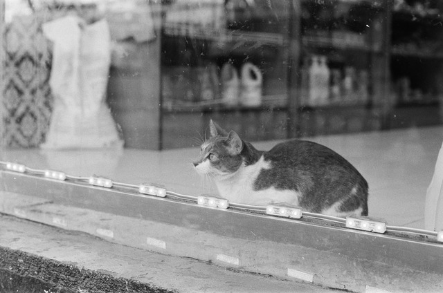 black and white photo of a cat staring calmly out into a nyc street (not shown) from behind a glass bodega window